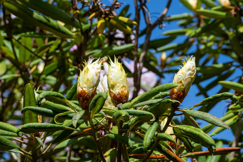 俵山しゃくなげ園の様子
