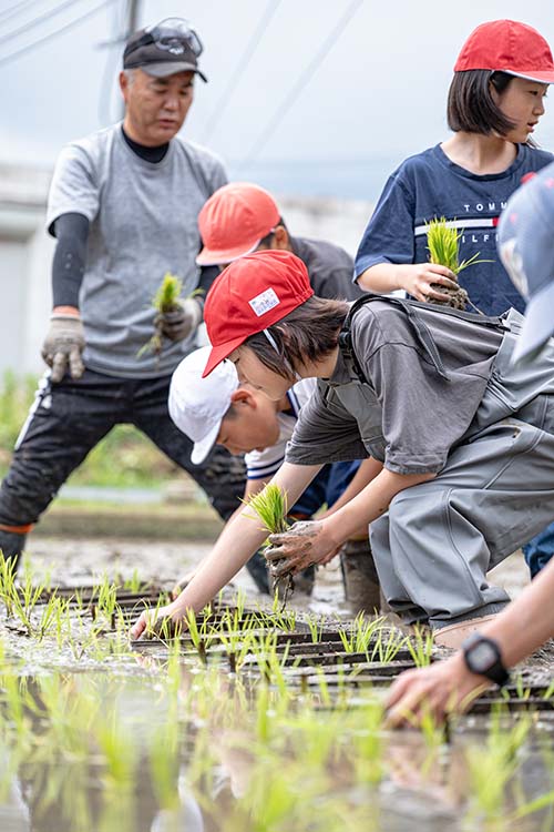 田植えを行う様子