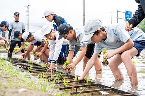 田植えを行う様子