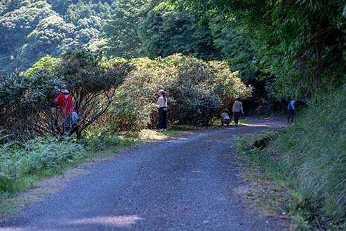 花がらを摘むボランティアの様子
