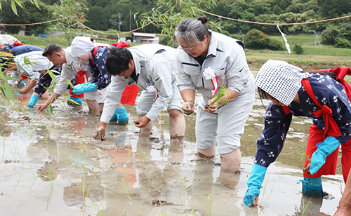 田植の様子