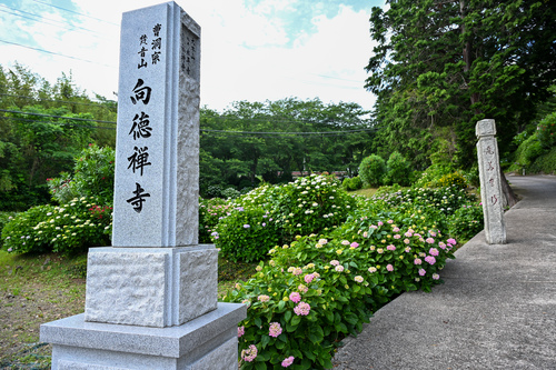 向徳寺あじさいの様子