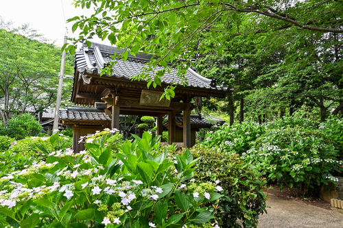 向徳寺あじさいの様子
