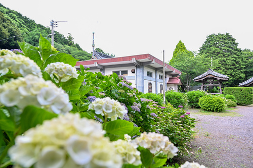 向徳寺あじさいの様子
