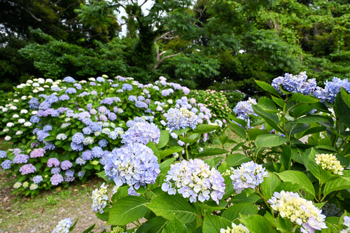 向徳寺あじさいの様子