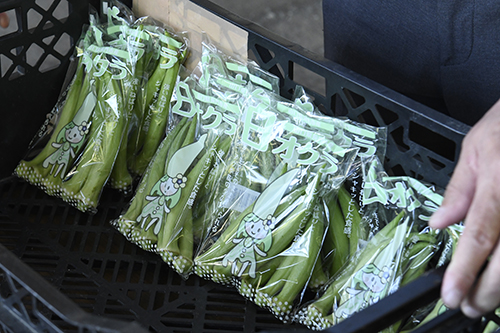 袋詰めされ出荷を待つ白オクラ