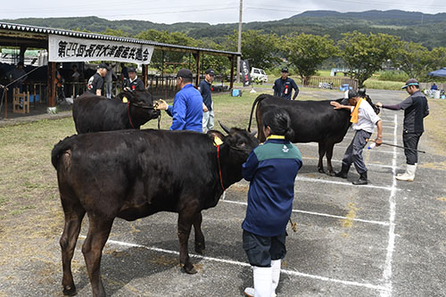 各区トップの３頭を審査する様子