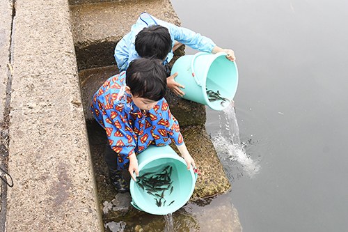 稚魚を放流する様子