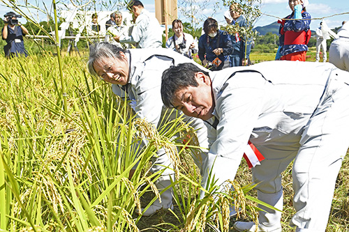 稲を刈り取る木村夫妻
