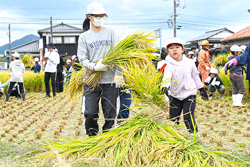 刈り取った稲を運ぶ児童