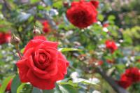 １８０種類２００本のバラが植栽されている