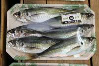 「仙崎旬宣言 仙崎トロあじ」のシールが目印