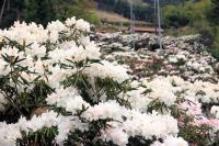 70種類30,000本以上の見事な花が咲く