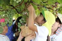 園庭に実ったピオーネを園児たちの手で収穫