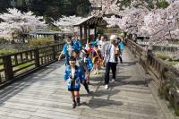 満開の桜の下、子ども神輿が温泉街を練り歩く