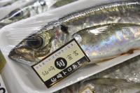 旬宣言が発令された「仙崎トロあじ」