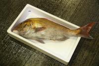初競りで３万円の値がついたマダイ。輝きから鮮度の高さが伺える