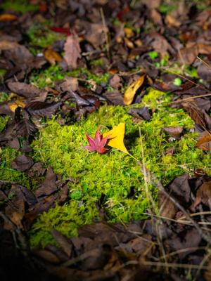 大寧寺紅葉の様子