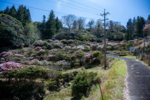 俵山しゃくなげ園の様子